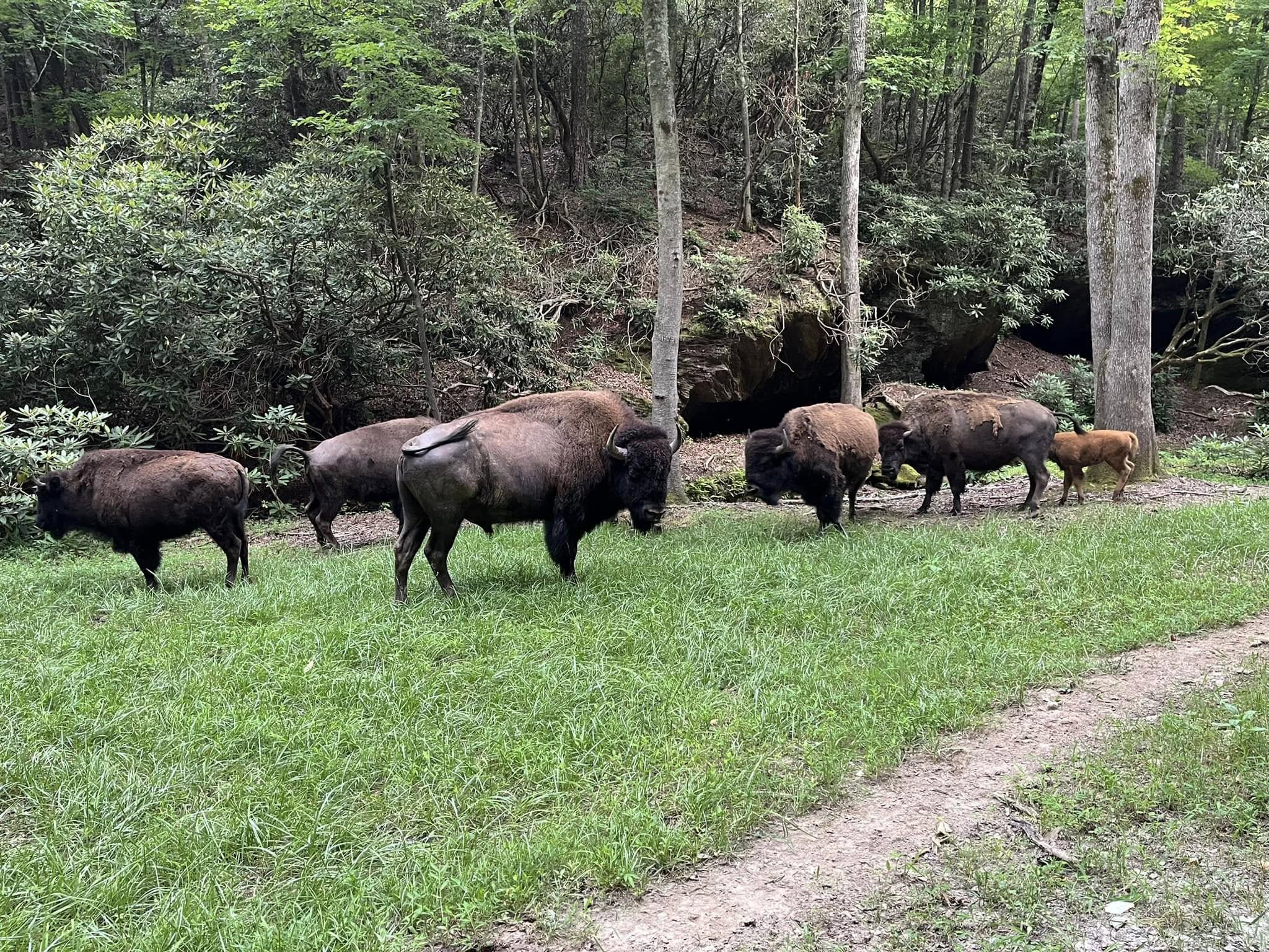Herd of bison at Beulah Bison Farm in Mount Airy, NC