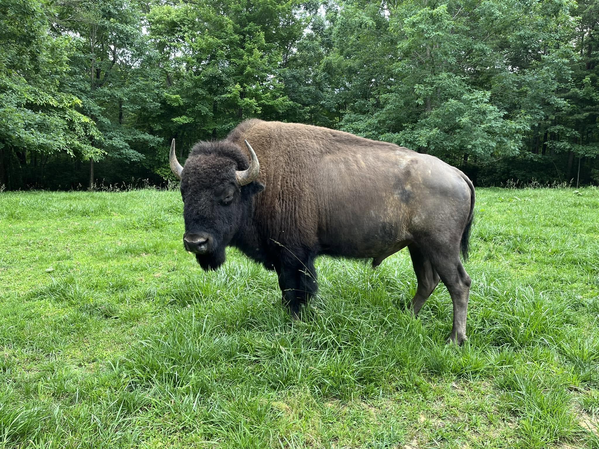 Bison at Beulah Bison Farm in Mount Airy, NC